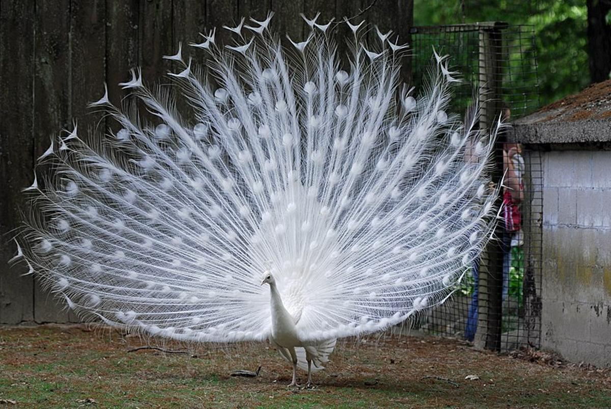 Pavo real albino (Pavo cristatus):