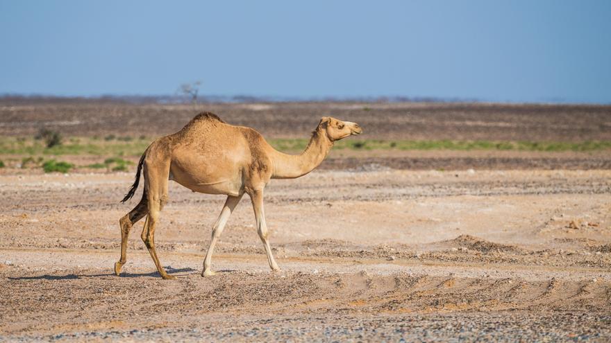 Imagen de archivo de un camello.