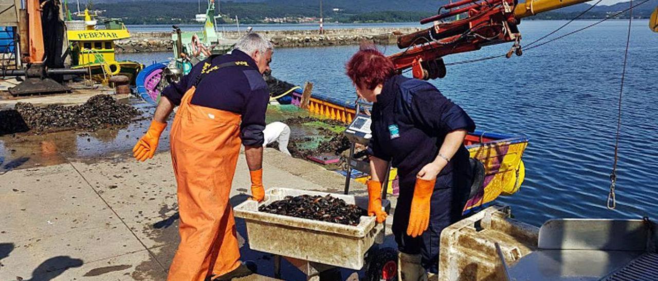 Descargas de producto amparado por la marca Mexillón de Galicia.