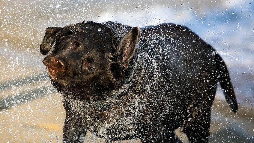 Muere en una balsa al intentar salvar sus perros