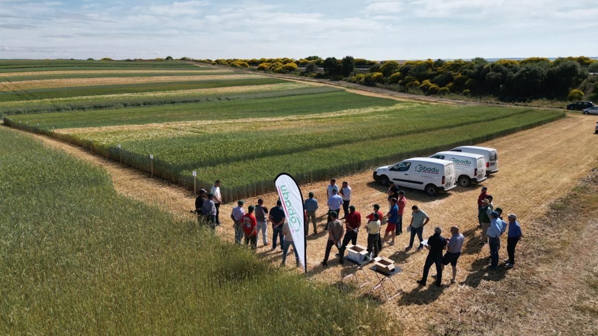 Socios de Cobadu visitan el campo de ensayo durante la jornada técnica.