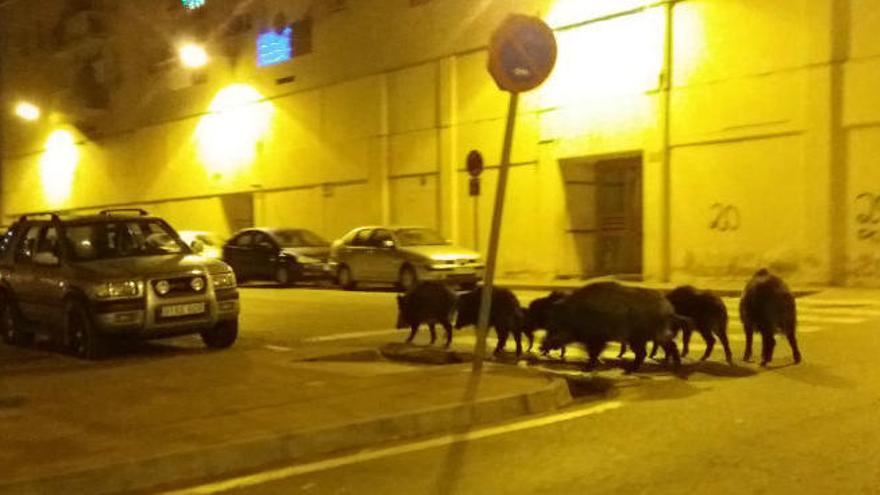 Porcs senglars rondant de nit per Sant Ponç i Fontajau