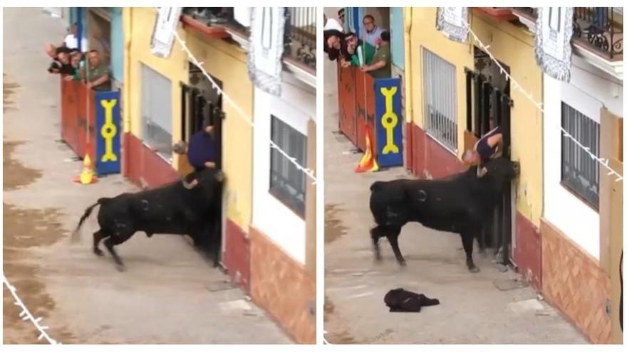 Grave cogida en el &#039;bou&#039; de la Vall: un aficionado de 57 años sufre dos cornadas