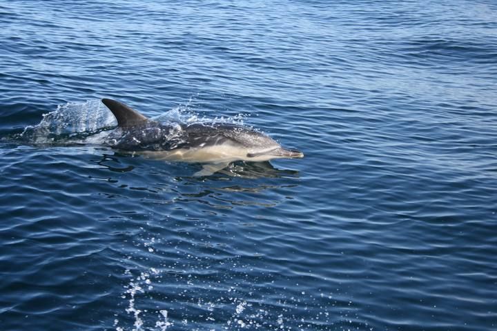 Y de repente...¡orcas en Galicia!