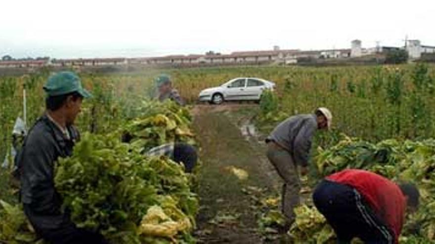 La industria debe pagar más del doble al tabaquero para hacer rentable el cultivo