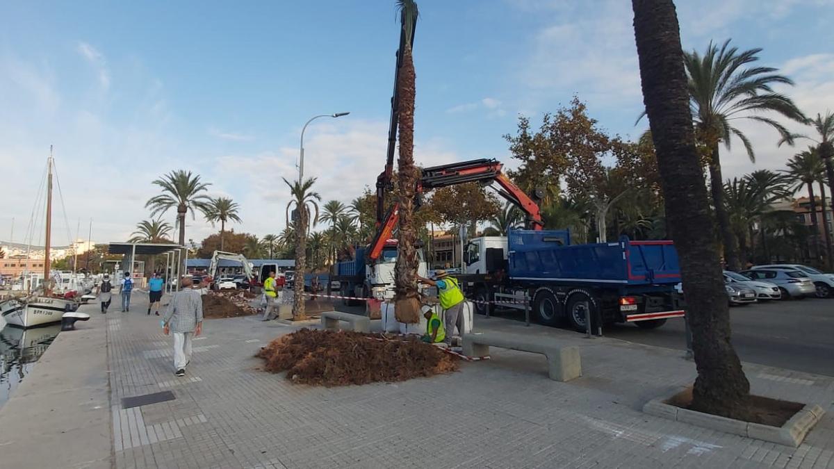 Replantación de palmeras en el puerto.