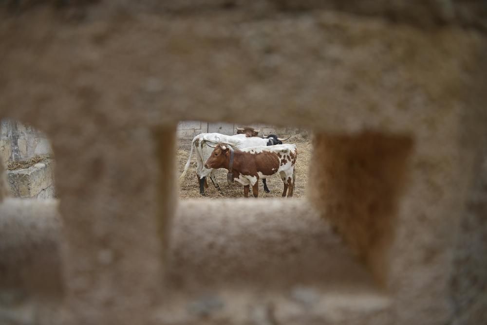 Das sind die Stiere für den Stierkampf in Muro