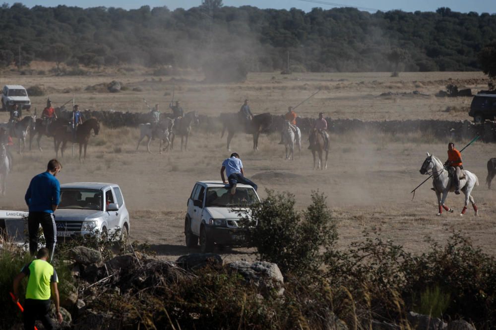 Encierro campero Pereruela