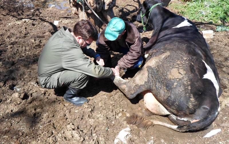 FOTOGALERÍA / Veterinarios de la UCO en Líbano