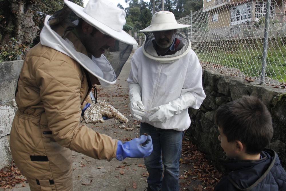 Retiran un nido de avispa asiática en la Finca de