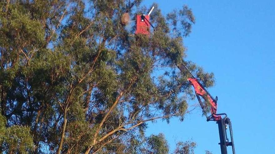 Operarios de Tragsa retiran diez nidos de avispa asiática en A Laracha