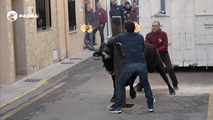 Un toro brama durante su embolado en Castelló