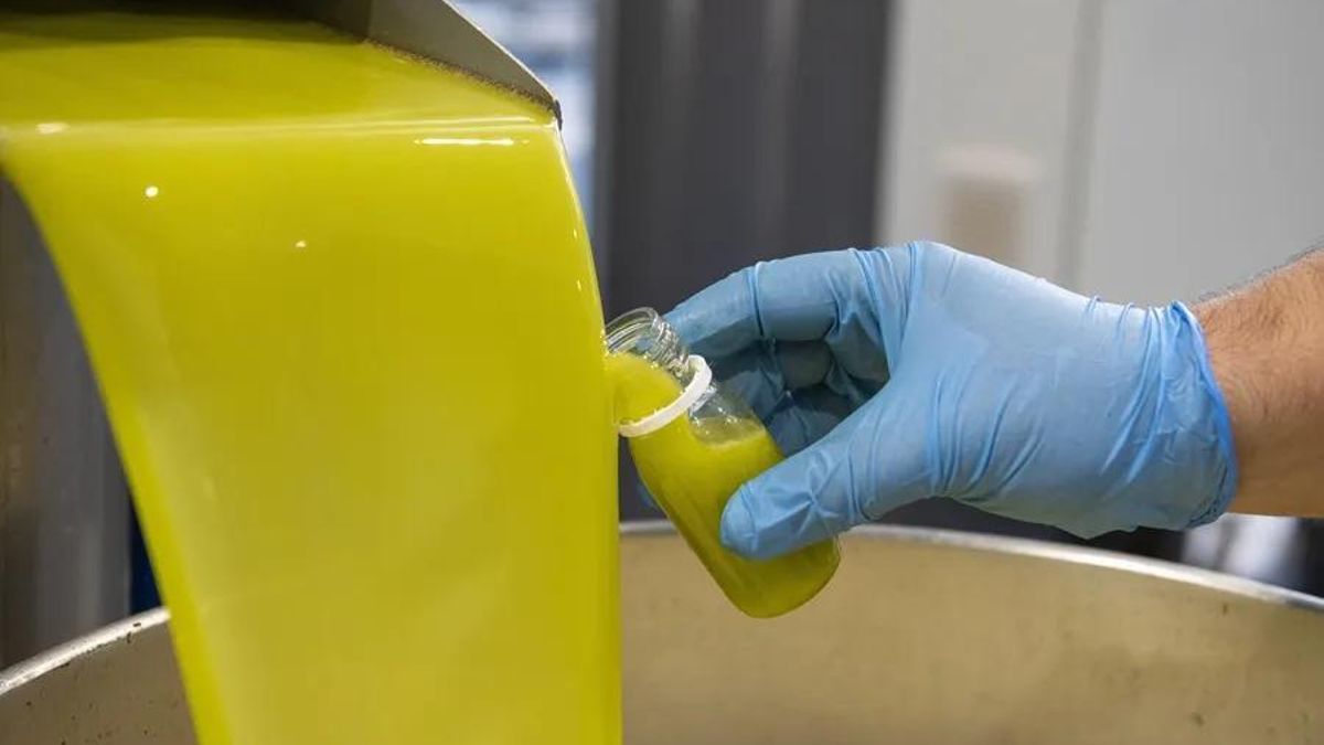 Proceso de la aceituna para la obtención de aceite de oliva en una almazara.