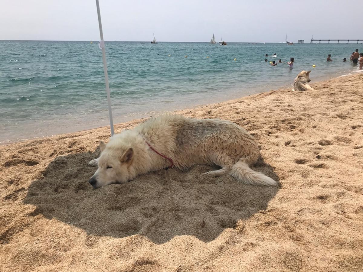 Torna la platja per a gossos a Badalona