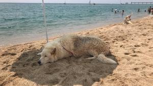 Torna la platja per a gossos a Badalona