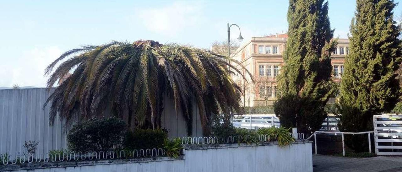 Aspecto de una palmera afectada por el picudo en el jardín del Sánchez Cantón, muy cerca del parque de Las Palmeras. // Rafa Vázquez