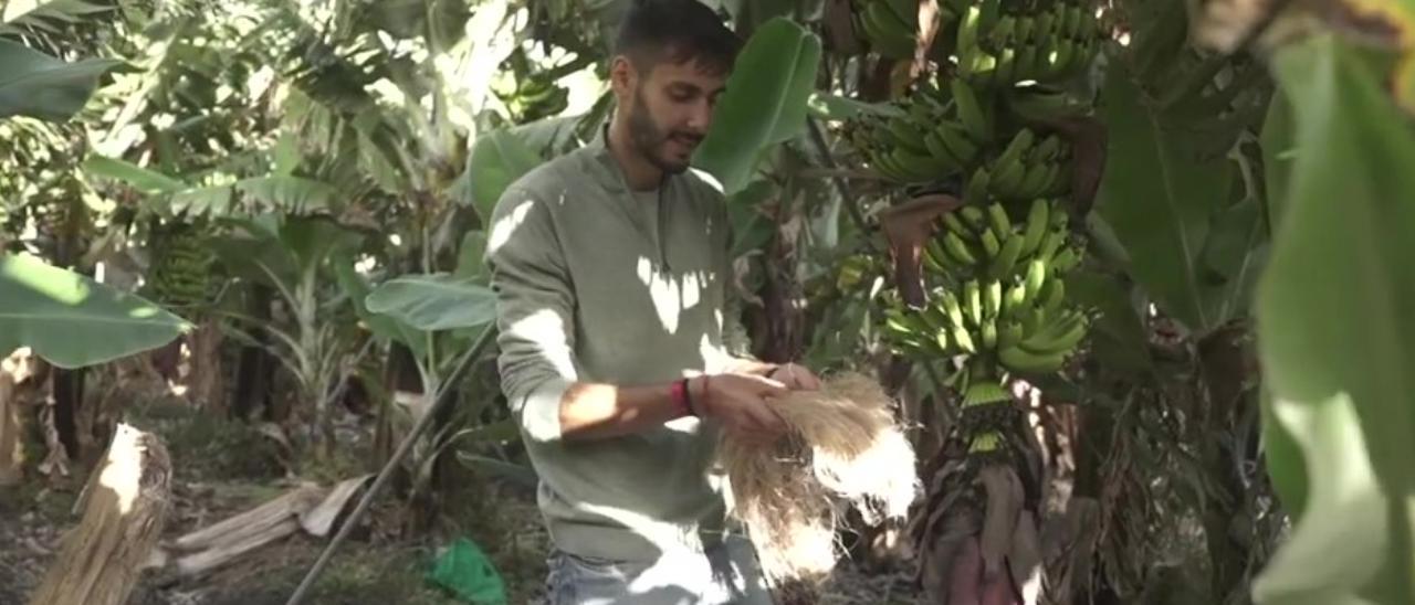 Néstor Santiago en una finca examinando unas fibras de platanera