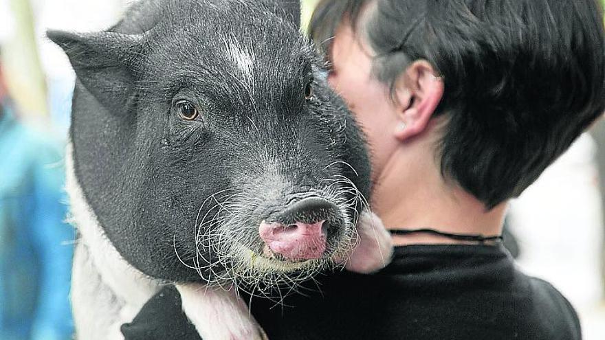 La Navidad es la peor época para los animales debido a la gran instrumentalización de los mismos para disfrute de las personas.