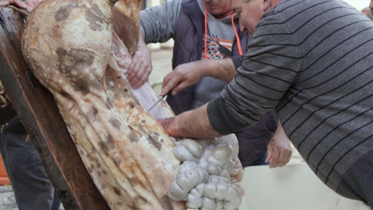Arriba, tres hombres extraen los órganos de un cerdo. Abajo, preparativos para una matanza pública en Alcañices. | |  CH. S.