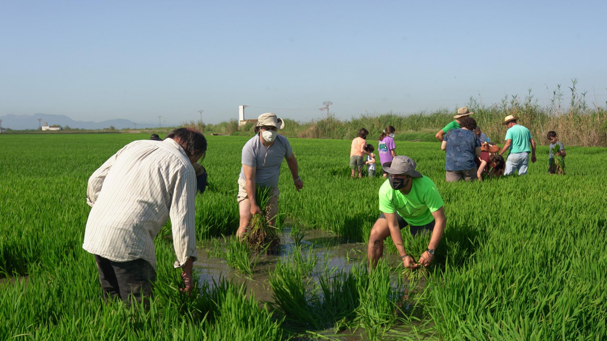 Turismo arrocero: así se puede conocer cómo se planta el arroz de l'Albufera