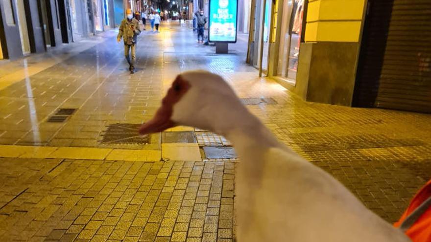 El pato que se paseaba por Santa Cruz de Tenerife.