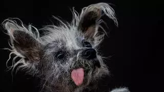Scooter, el perro más feo del mundo: una historia de amor y aceptación