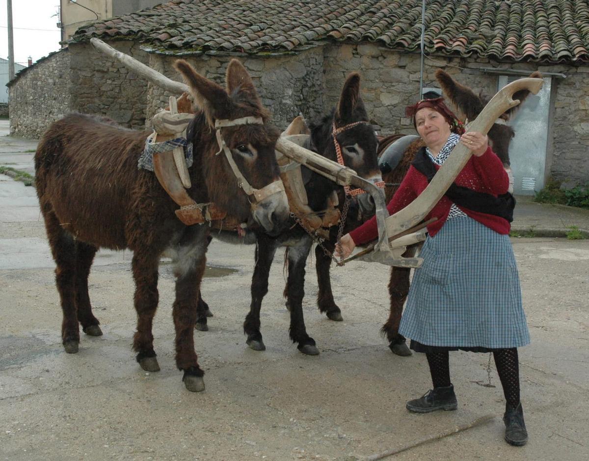 Una mujer alistana con dos burros en Villalcampo.