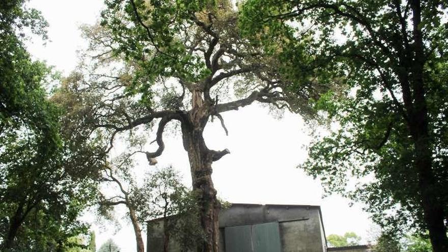 Chapa ten a árbore de maior altura, aínda que non figura no catálogo da Xunta