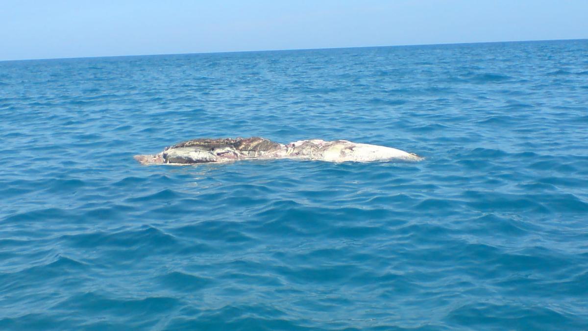 El cadáver de un cetáceo se encontró también cerca de Orpesa en 2015