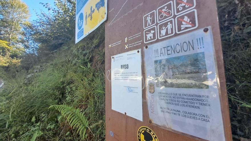 El &quot;saqueo urbanita&quot; del monte asturiano: Morcín pide a los senderistas que no se lleven animales a casa