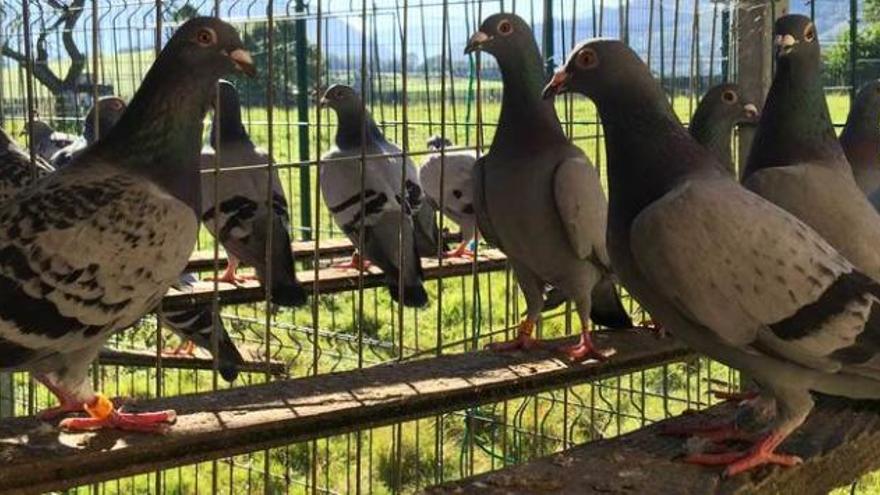 Algunas de las palomas que se soltaron en el Sella.