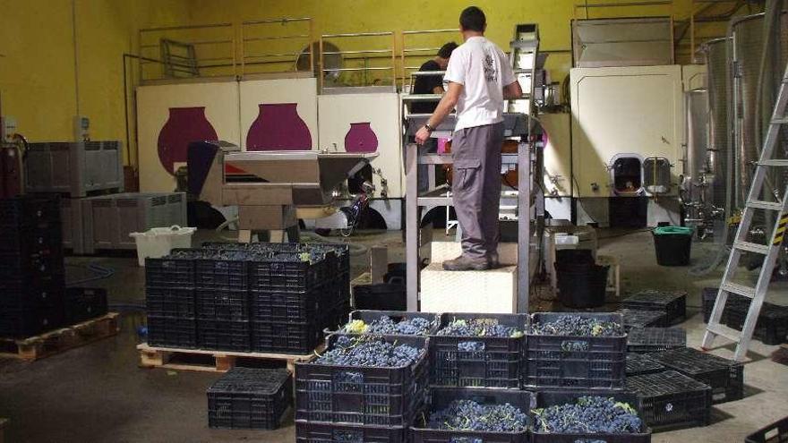 Dos operarios depositan las uvas recolectadas en la mesa de selección de una bodega.