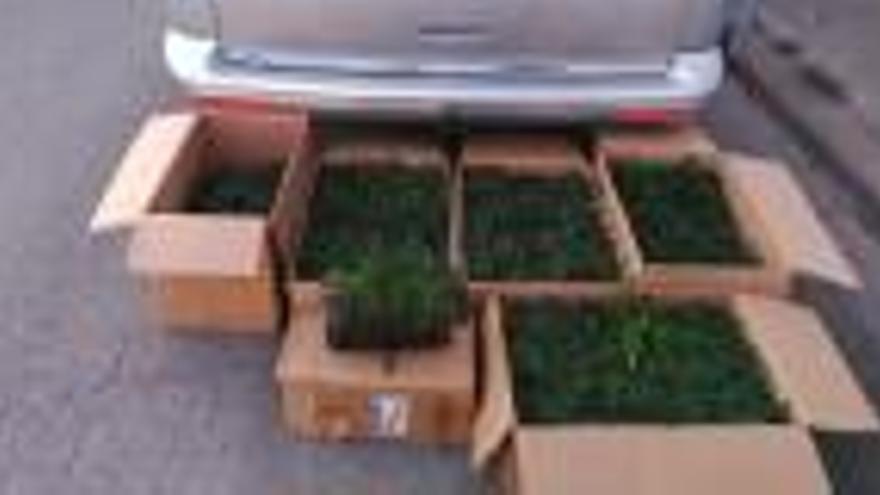 Detenen un home a Girona per portar 755 plantes de marihuana en una furgoneta