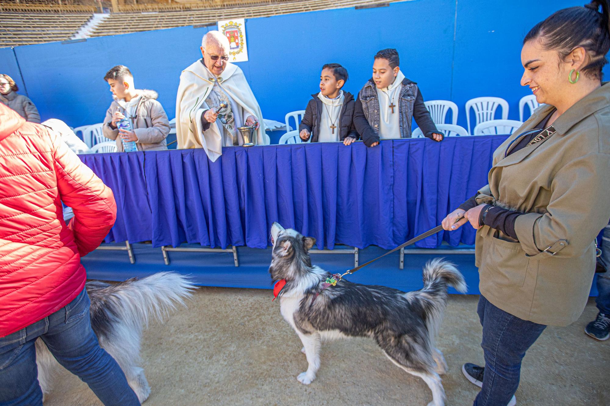 Concurso ecuestre y Bendición de animales por San Antón en Alicante