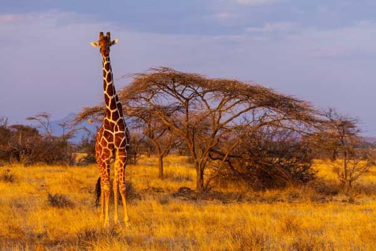 Jirafa reticulada en el Parque Nacional de Samburu.