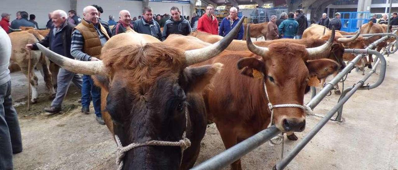 Los ganaderos admiran varias de las vacas expuestas en el mercado.