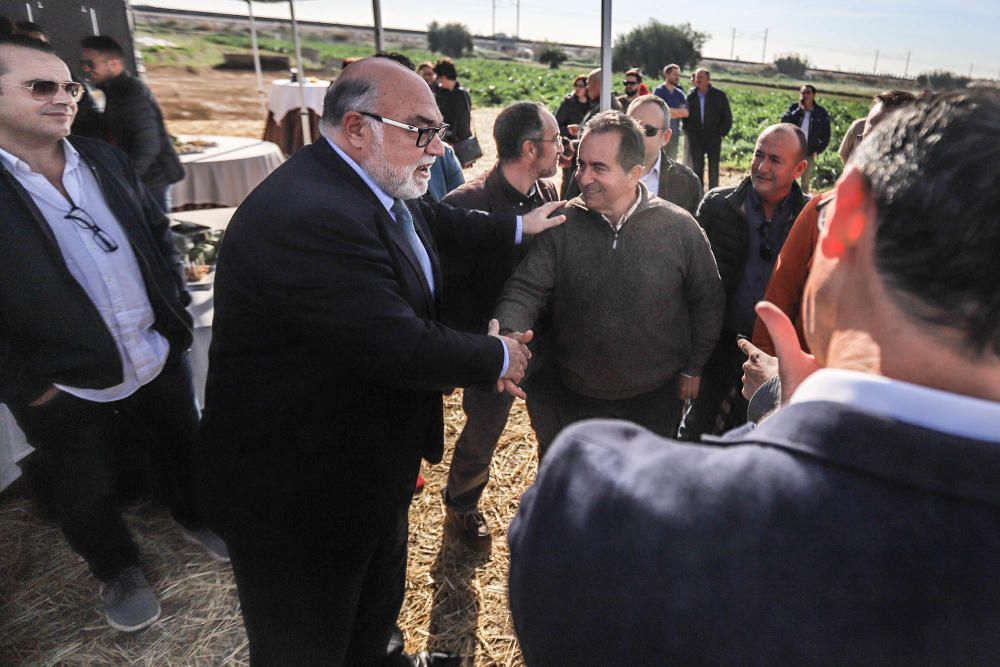 La Asociación Alcachofa Vega Baja organizó el primer corte simbólico de alcachofa de la comarca en Cox con la participación del chef murciano Pablo González