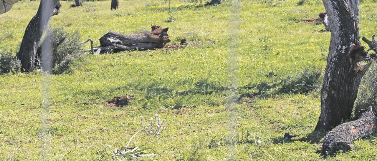 Una finca de almendros afectada por la mortandad del árbol en Santa Margalida.