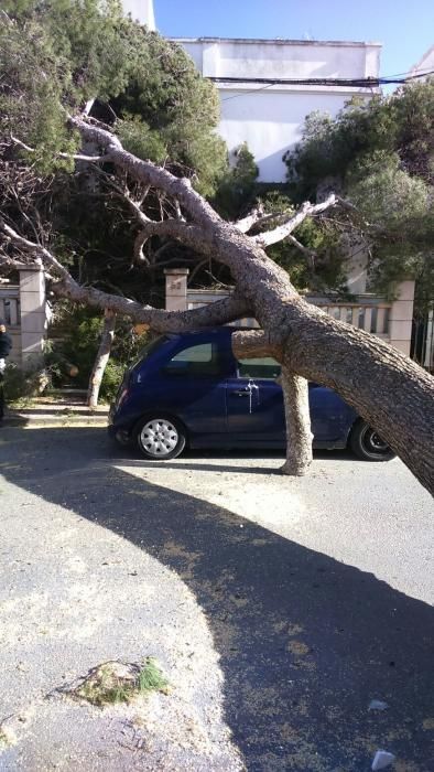 Un gran árbol se cae por el viento en Portocolom