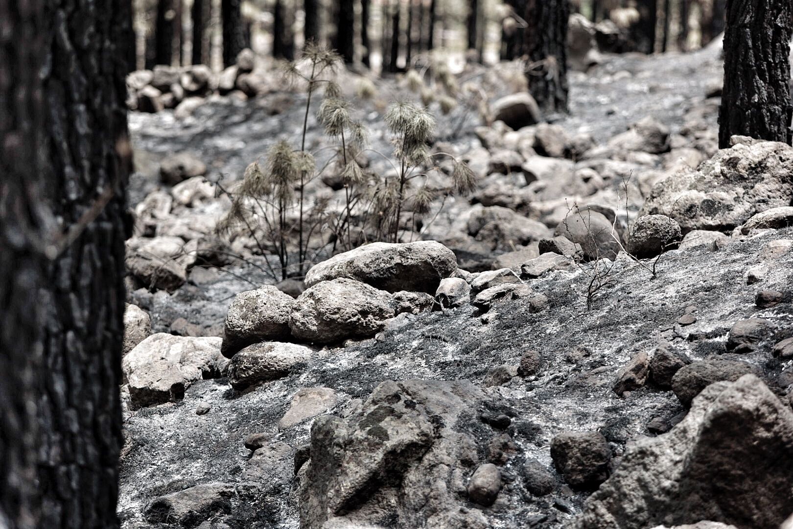 Incendio de Arico