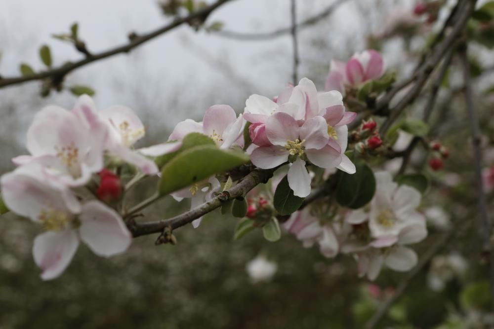 Manzanos en flor en Serín