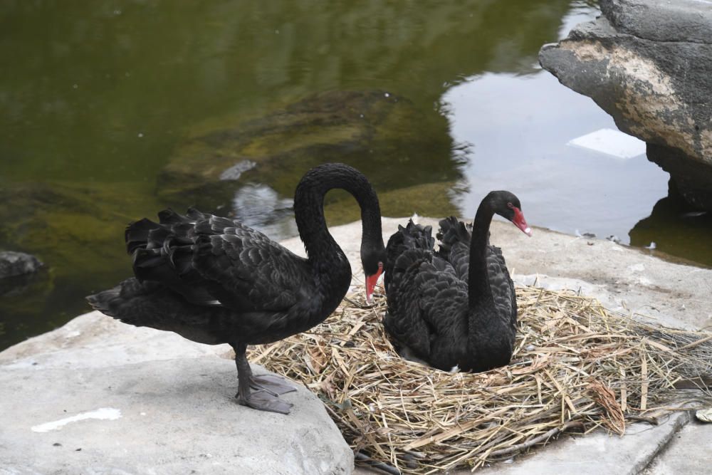 POLLUELO DE CISNE NEGRO