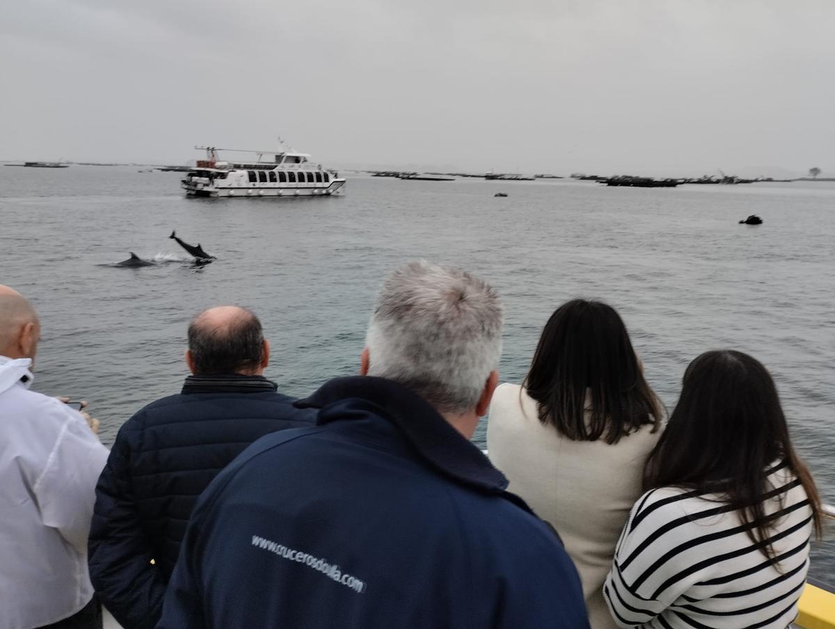 Los turistas que viajan en los catamaranes se encuentran con frecuencia grupos de delfines.