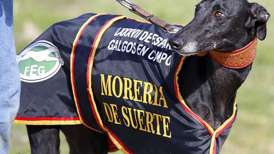 Morería de la Suerte. | FEG