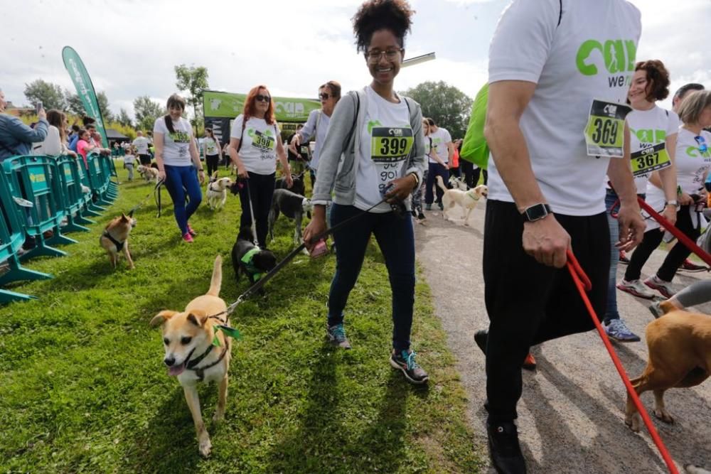 "Can We Run" reúne a más de 400 perros y corredores en el Parque Fluvial de Viesques, en Gijón.