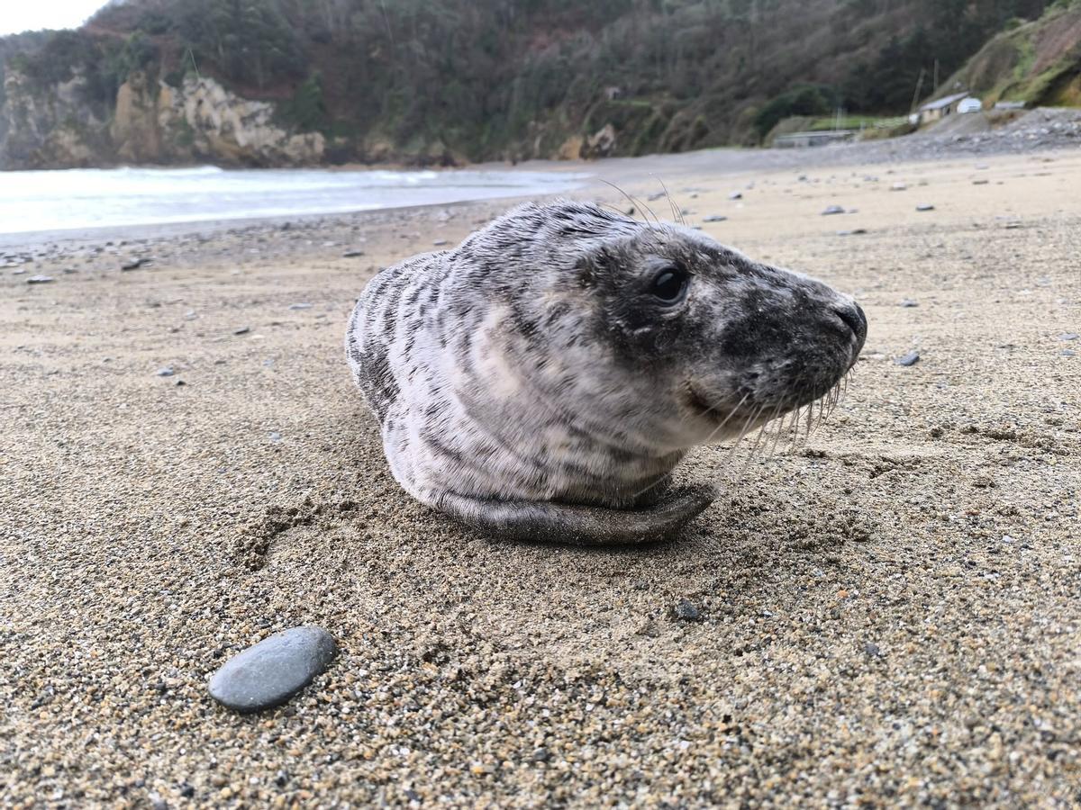 La foca que apareció en la playa de Cadavedo