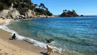 Calonge i Platja d'Aro es queden sense platja per a gossos a la cala Belladona