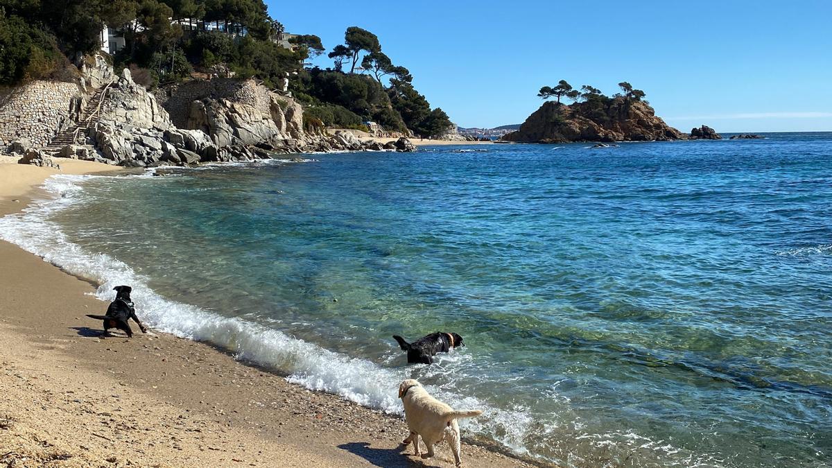 Gossos a la cala Belladona, entre Platja d'Aro i Sant Antoni de Calonge