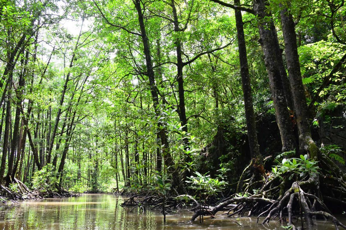 Los manglares son importantes sumideros de carbono.