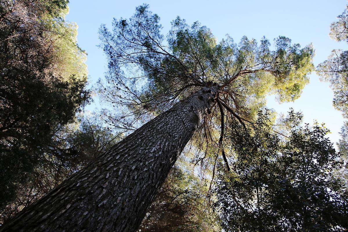 Parc del Laberint dHorta, estado actual y rincones a reformar